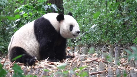 Panda Видео 91817181
