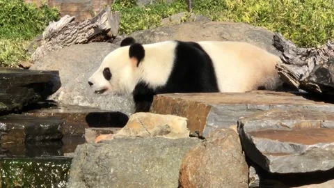 Panda Video stock 136981947
