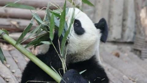 Panda Stock Footage 144251021
