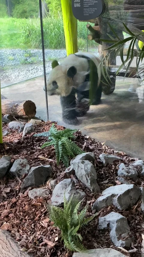 Panda Stock Footage 224723258