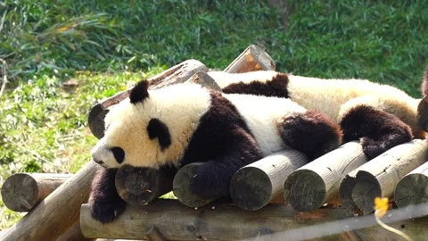 Panda Stock Footage 314908190