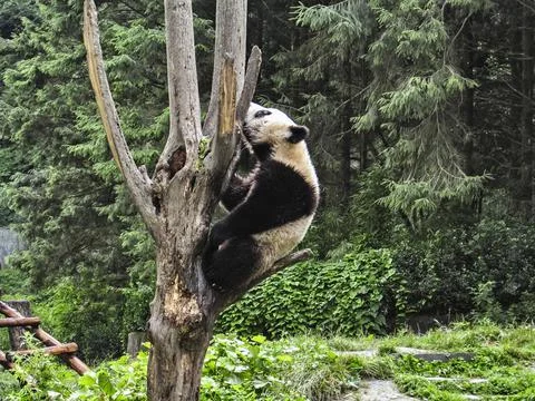 Panda in the forest of India Stock Photos