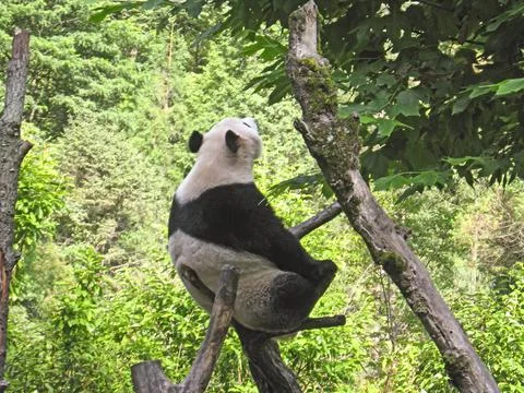 Panda in the forest of India Stock Photos