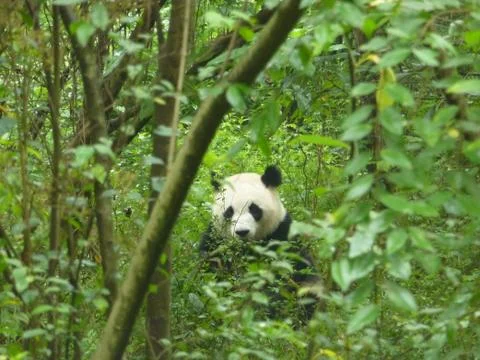 Panda In Forest Stock Photos