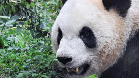 Panda in front of green leaf background Foto stock