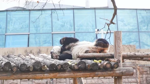 Panda gets up to say hello and goes to bed Stock Footage 235470644