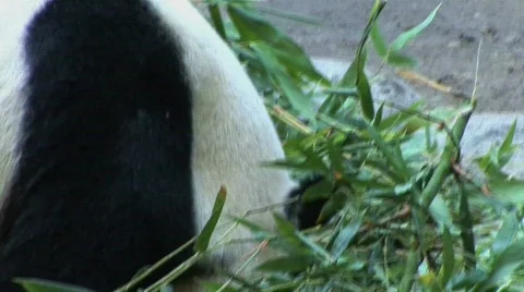 Panda grabs bamboo Stockbeeldmateriaal 283164