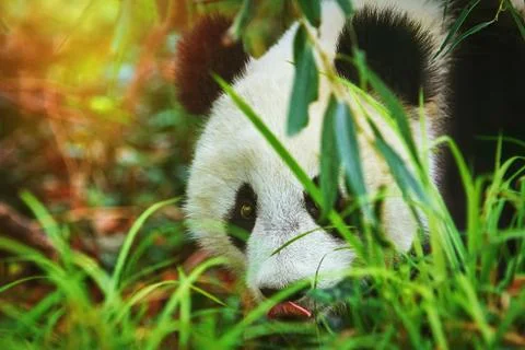 Panda in the Grass Stock Photos