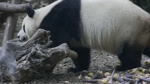 Panda have a rest after eating bamboo Stock Footage 130833504
