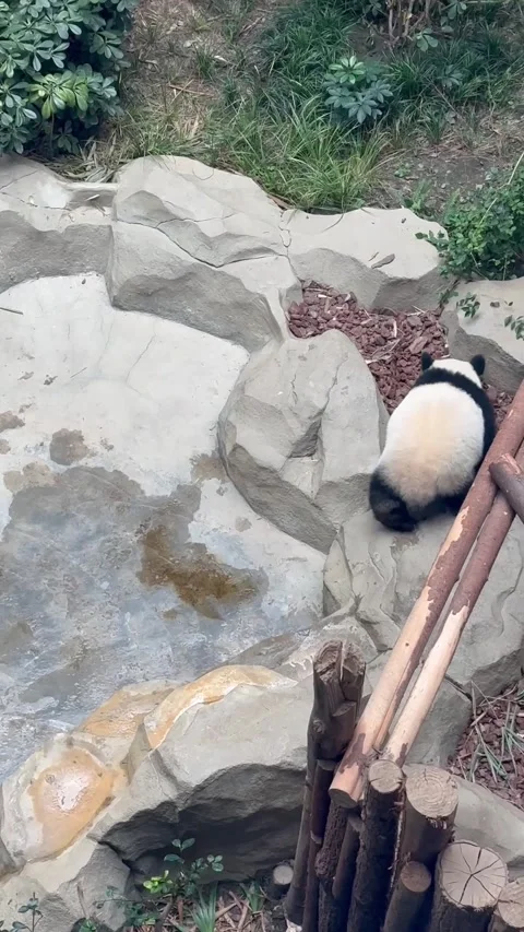 A panda having fun and playing Stock Footage 319697749
