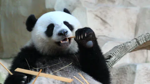 Panda HD 库存影片 23294143