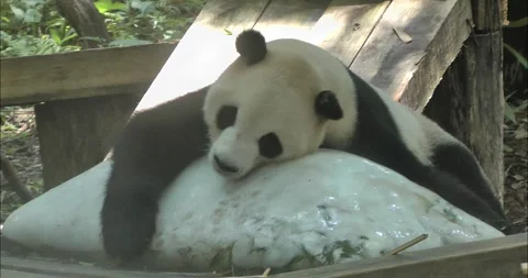 Panda holding ice cubes to escape the heat Видео 343711956