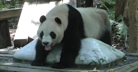 Panda holding ice cubes to escape the heat Видео 343712015