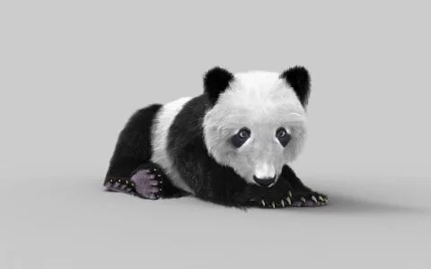 Panda isolated on white background with clipping path Stock Illustration