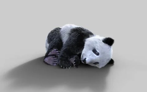 Panda isolated on white background with clipping path Illustrazione stock