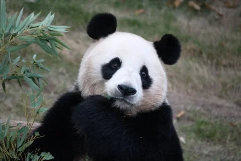 Panda in Korea Stock Photos