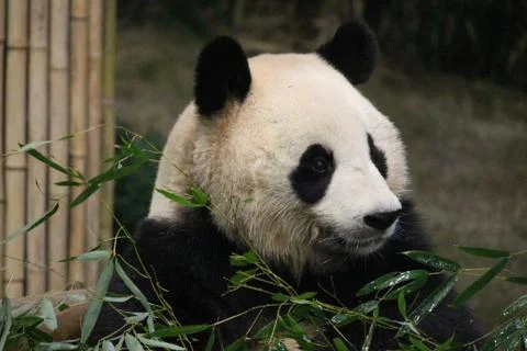 Panda in Korea Stock Photos