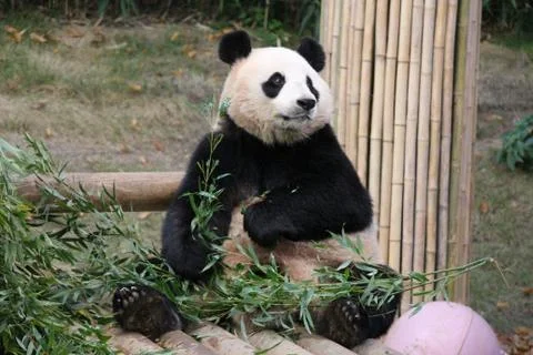 Panda in Korea Stock Photos
