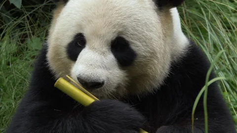 Panda large size ultra-clear video material-10 Stock Footage 304253833