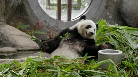 Panda large size ultra-clear video material-62 Video stock 304259355