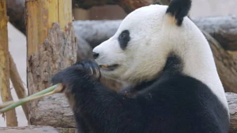 Panda large size ultra-clear video material-13 Stock Footage 304262785