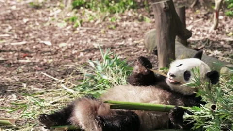 Panda lays on back eats bamboo, side full body view Stock Footage 152527710