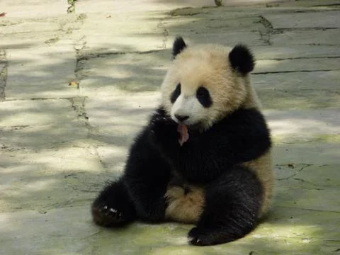 Panda With Leaf Stock Photos