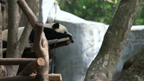 Panda leaned on hands and sleeping Stock Footage 151242057