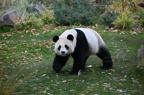 Panda looking for bamboo Stock Photos