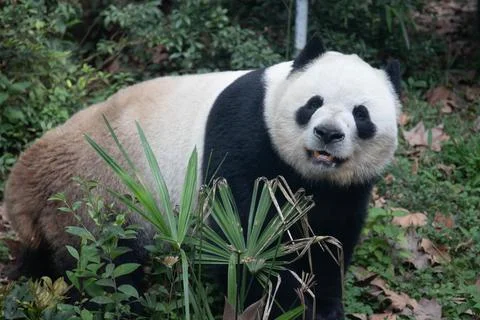 Panda is looking at the camera, Macao Stock Photos