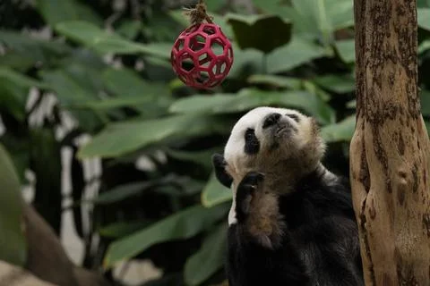 Panda looking upward Stock Photos