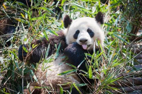 Panda lying down in grass and showing is tongue Stock Photos