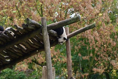 Panda lying on a wooden structure. Fotos de archivo