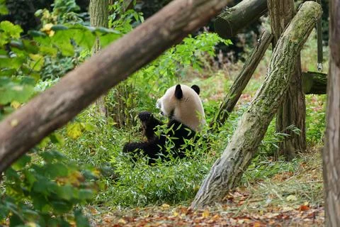Panda in the middle of eucalyptus trees. Fotos de archivo