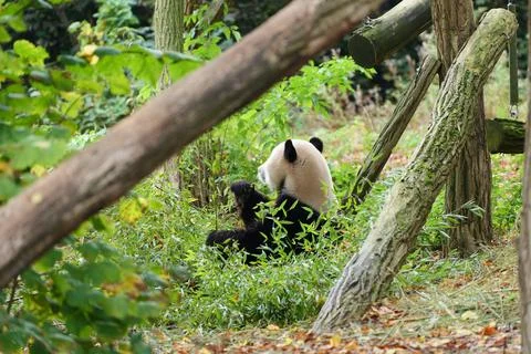 Panda in the middle of eucalyptus trees. Fotos de archivo