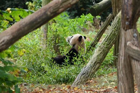 Panda in the middle of eucalyptus trees. Fotos de archivo
