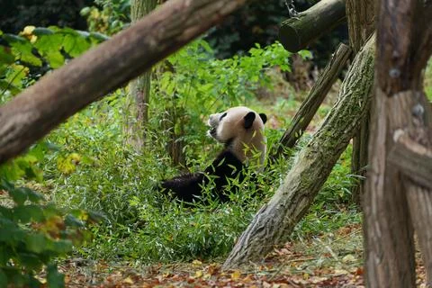 Panda in the middle of eucalyptus trees. Fotos de archivo