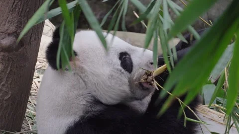 Panda munches bamboo leaves Stock Footage 331438600