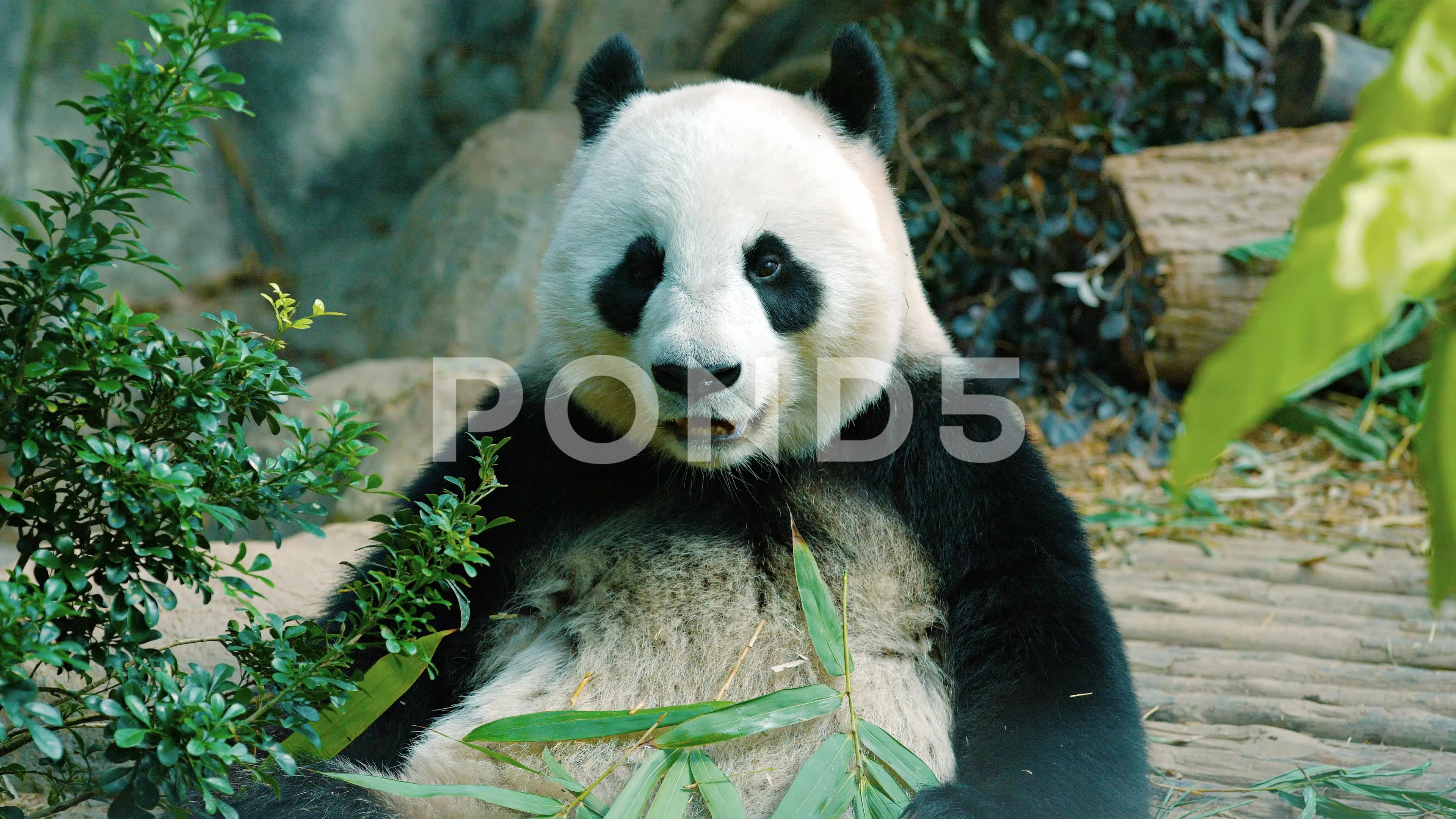 Homepage - Munching Panda