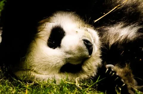 Panda-NF 스톡 사진