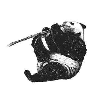 Panda nibbles a branch. Stock Illustration
