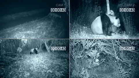 Panda nightlife in the forest, CCTV infrared camera. Stock Footage