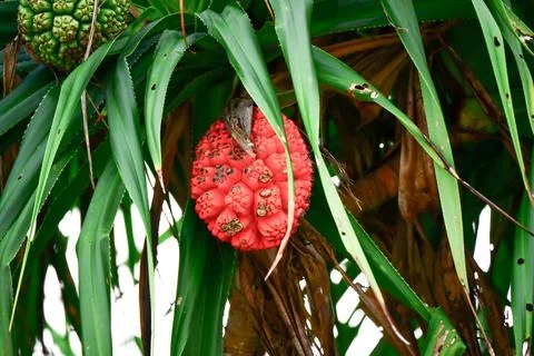 Panda nus utilize and Nicobar Islands breadfruit: Edible fruits and seeds Stock Photos