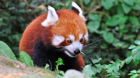 The panda Foto stock