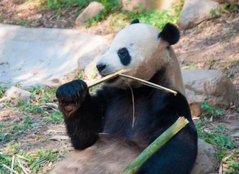 Panda Stock Photos