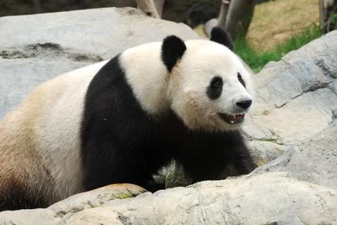 Panda Stock Photos