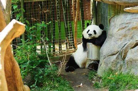 Panda Stock Photos