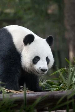 Panda Stock Photos