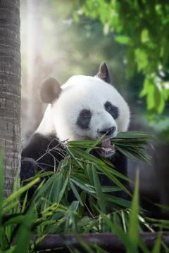 Panda Stock Photos
