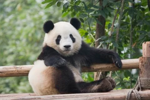 Panda Stock Photos